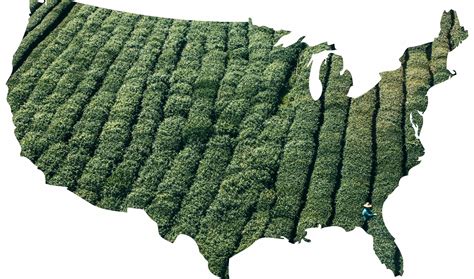 Where Tea is Grown in the United States and Canada — Kill Green