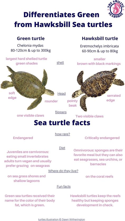 All about Green Turtles: Fun facts and FAQ - Diving liveaboard in ...