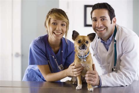 What Specific Skills Do You Need to Be a Veterinarian? | Chron.com