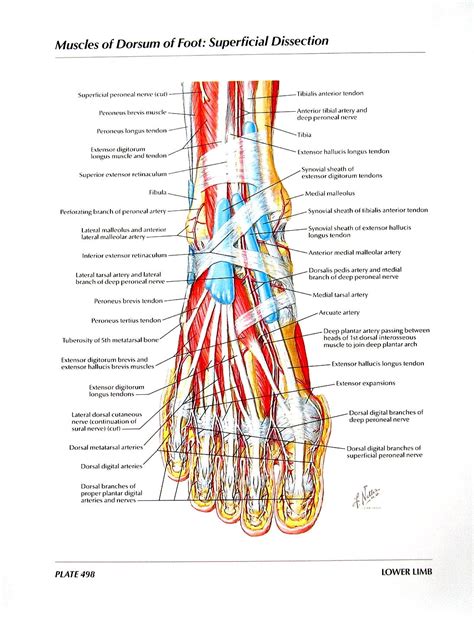 Anatomy Print Muscles of Dorsum of Foot Superficial