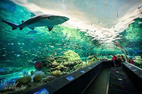 Ripley's Aquarium Packages - Gatlinburg Vacation Packages