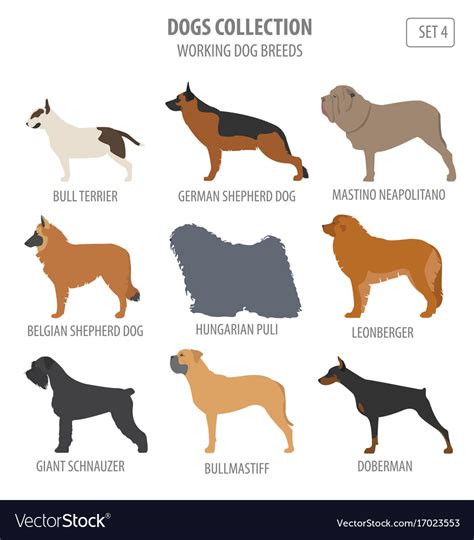 Working watching dog breeds collection isolated Vector Image