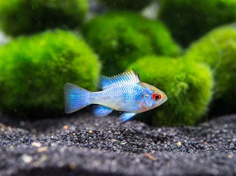 Electric Blue Ram Dwarf Cichlid (Mikrogeophagus ramirezi "Electric Blue ...