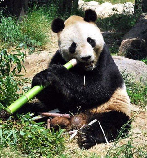 Panda in Japan zoo dies during breeding programme