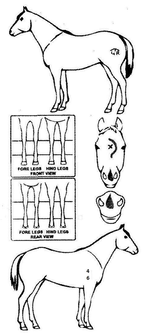 iCompete - Animal Details