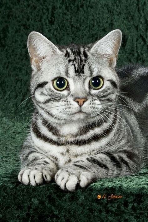 Photo #AffordableCatCare | American shorthair cat, Cat breeds, Domestic cat