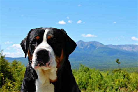 Greater Swiss Mountain Dog Breeders in the USA with Puppies for Sale ...