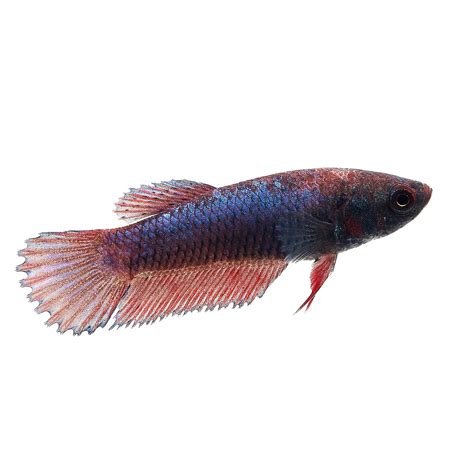 Baby Boy Bettas for Sale: Order Online | Petco