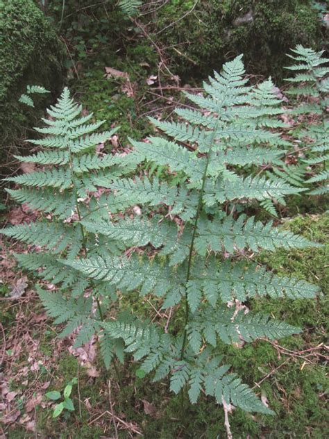 Fern Identification – Field Studies Council