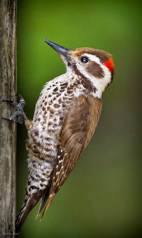 Feather Tailed Stories: Arizona Woodpecker