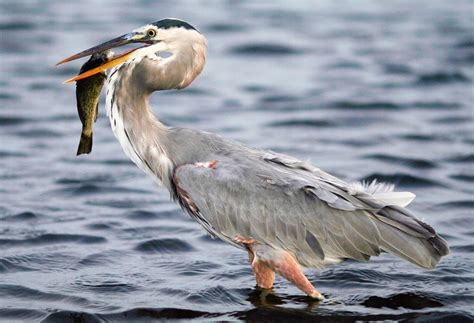 Great blue heron fun facts, bird height, habitat & migration