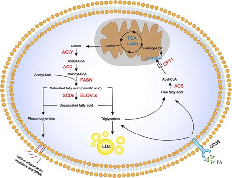 | Regulation of FA metabolism pathways, including anabolism, storage ...