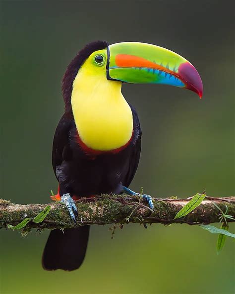 🔥 Keel-billed Toucan, also known as Rainbow-billed Toucan. Brazil 🔥 : r ...