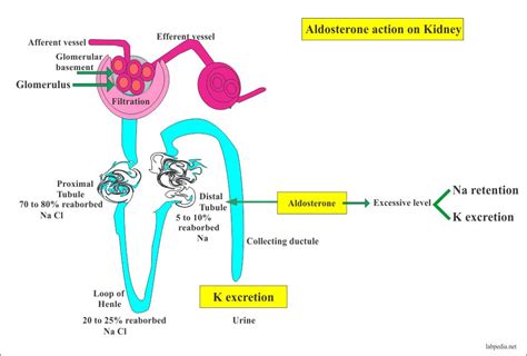 Aldosterone – Labpedia.net