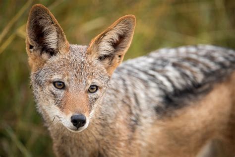 "Black Backed Jackal Images – Browse 2,706 Stock Photos, Vectors, and ...