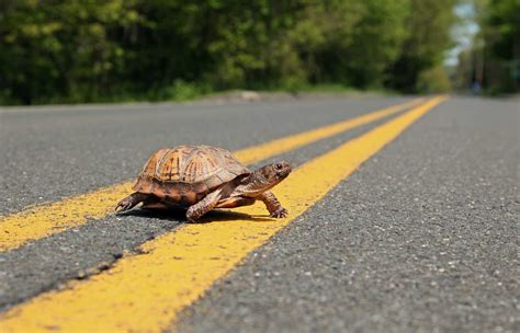 State: Look out for turtle crossings