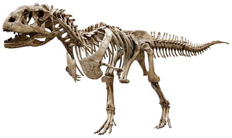 Dinosaur Bones Fossils PNG Image File | PNG All