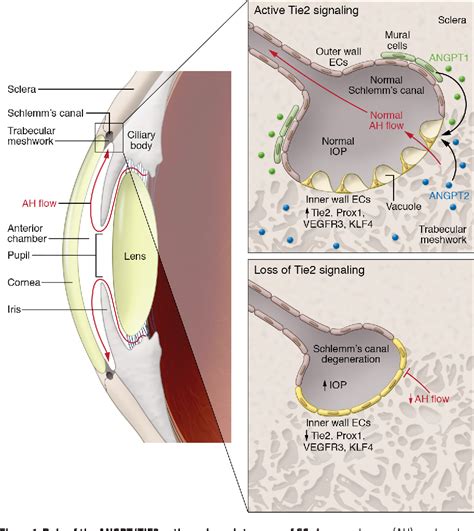 Figure 1 from All TIEd up: mechanisms of Schlemm's canal maintenance ...