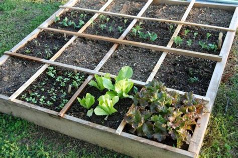 Vegetable Garden Layout - Rows, Square Foot Or Wild?