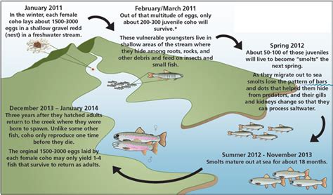 Coho Salmon: Monitoring to Understand Change (U.S. National Park Service)