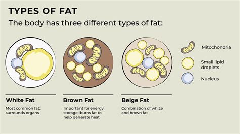 Unleashing the Power of Brown and Beige Fat: A Comprehensive Guide to ...