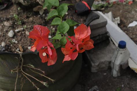 Orange paper flowers are taken with a landscape position with a ...