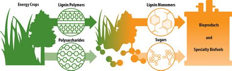 Cellulose-Based Products: An Overview | Wisconsin Energy Institute