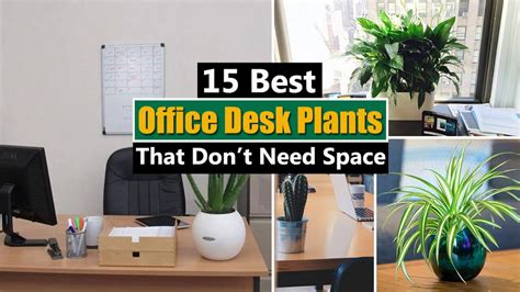 Desk Plants - Keeping Plants On Work Desk May Cut Stress In Employees ...