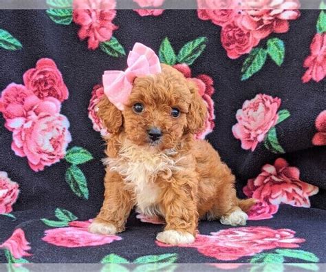 View Ad: Cavachon-Poodle (Miniature) Mix Puppy for Sale near ...