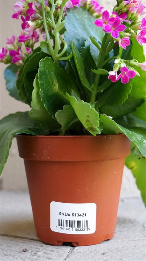 Durable No-Fade Nursery Plant labels for Dymo Labelwriters | Plant ...