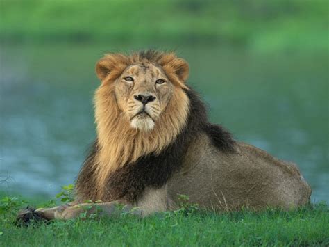 10 Things You Need To Know About Asiatic Lions | Nature inFocus