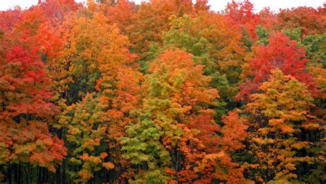 You have lots of time to see Michigan fall colors