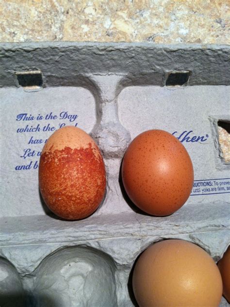 Cuckoo Maran - Egg color! | Page 3 | BackYard Chickens - Learn How to ...