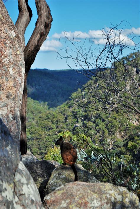 Crows Nest Falls, QLD. Australia. | National parks, Crow's nest ...