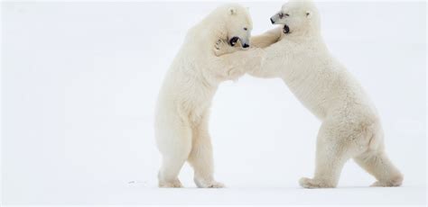 Churchill Polar Bears - Danny Green Photography