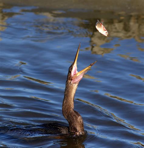 Anhinga vs. Cormorant… Two Fishing Styles | Phil Lanoue Photography