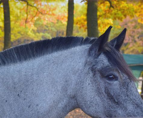 Roached Manes: How & When to Roach a Horse's Mane | LearningHorses.com