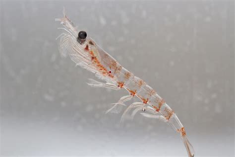 What Do Krill Eat? (Diet & Facts)