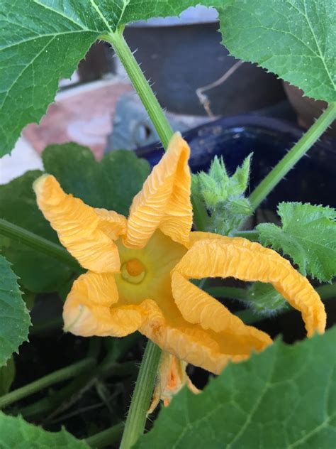 My pumpkin vine is flowering! #gardening #garden #DIY #home #flowers # ...