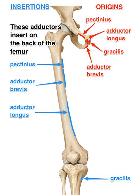 Adductors: What are the adductor muscles attachments and actions?