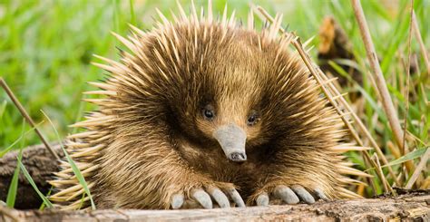 Let's Meet with These 7 Beautious Papua New Guinea Animals - Animal Lova