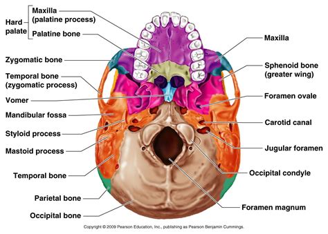 Occipital bone: contains the foramen magnum, where the spinal cord ...