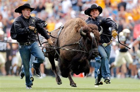 Ralphie V takes the field for 50th anniversary of cherished Colorado ...