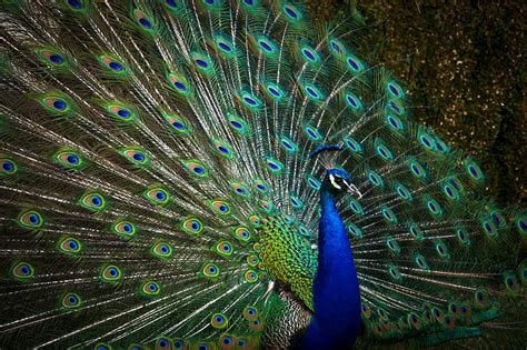 Peacock, bird, feathers, HD wallpaper | Peakpx