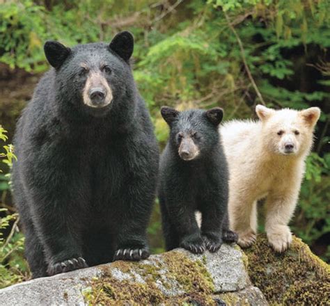 Ever Seen a White Spirit Bear? Introducing the Kermode Bear