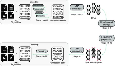 | Process overview of DNA data storage. The protocol includes the steps ...