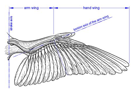 Explore the Fascinating World of Ornithopter Patents