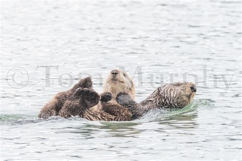 Sea Otter Mom Pup – Tom Murphy Photography