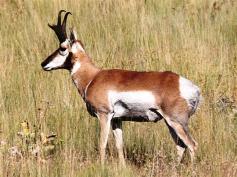 Nature Notes: No other animal is like our Pronghorn | Lifestyles ...