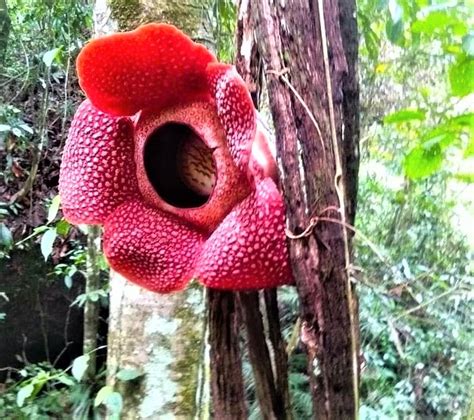 Rafflesia, Bunga Langka Ikonik Bengkulu | Indonesia Traveler